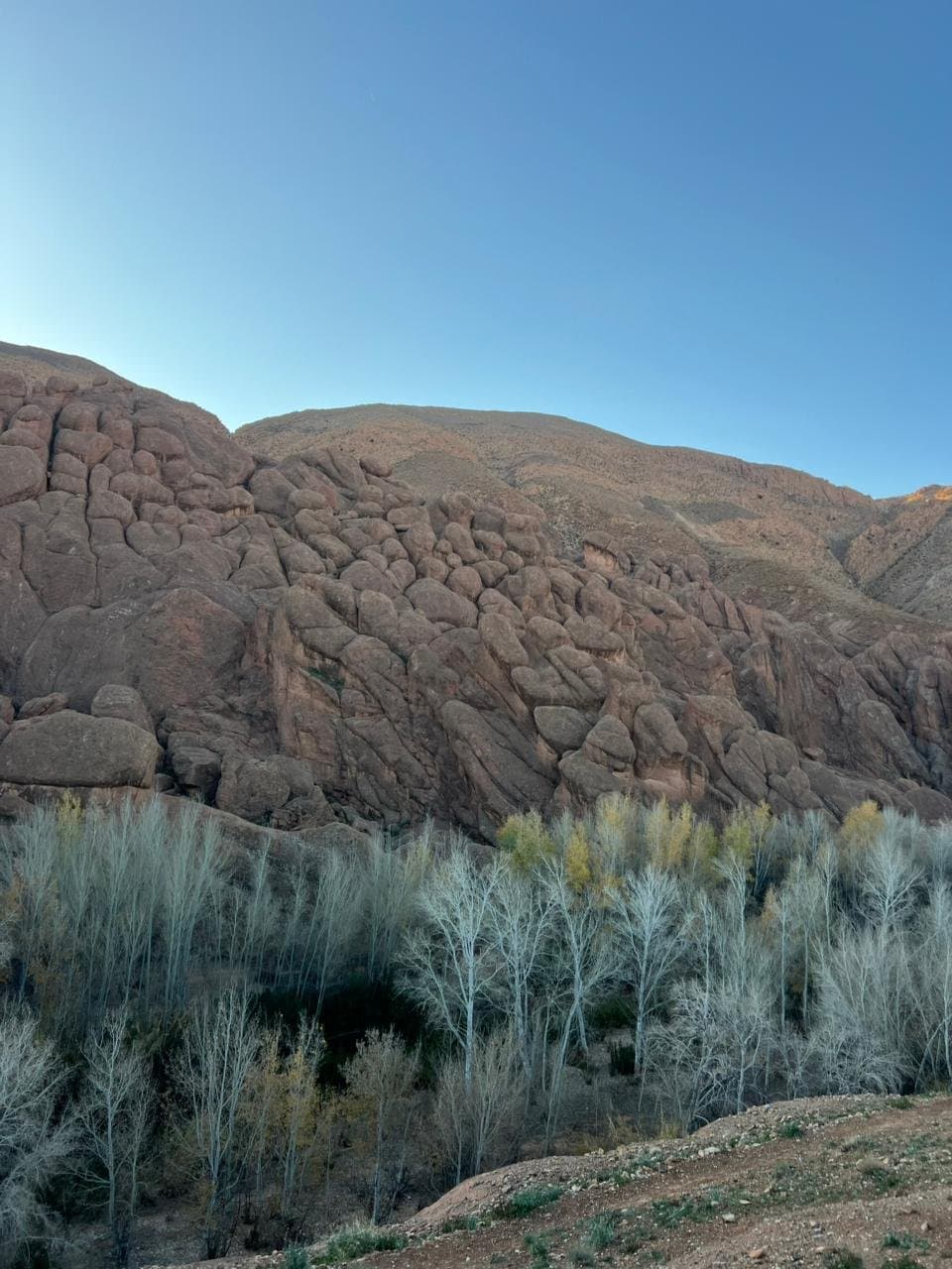 Poplar trees in the Dades Gorge.