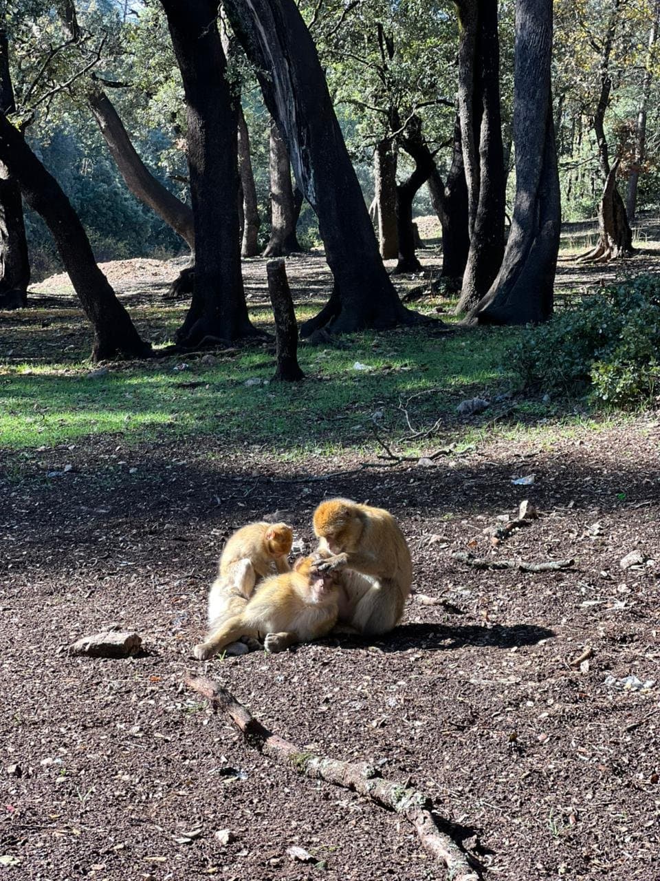 Barbary macaques in the cedar forest at Ifrane.
